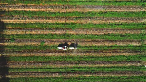 Top-down-drone-shot-of-tractor-spraying-a-fruit-orchard-on-a-farm-in-Hermanus,-Western-Cape,-South-Africa
