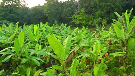 Young-banana-trees-planted-together-in-field-cut-into-a-dense-forest-sit-beside-a-series-of-long-narrow-rice-paddys
