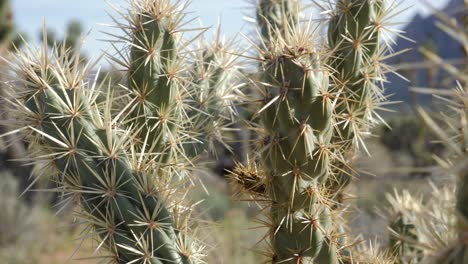 Slow-motion-close-up-shot-of-cactus-in-Red-Rock-Canyon-National-Conservation-Area-in-Nevada,-USA