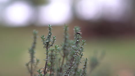 a-plant-of-rosemary-in-a-green-garden-during-a-cloudy-day,-with-a-bait-on-moved-by-the-wind