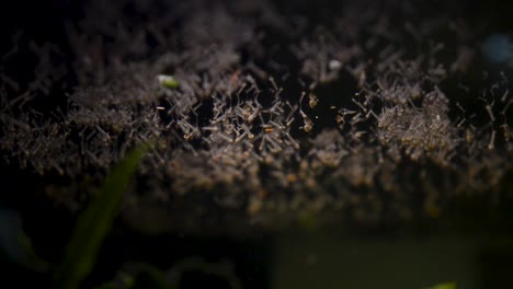Larvas-De-Mosquitos-En-La-Superficie-Del-Agua