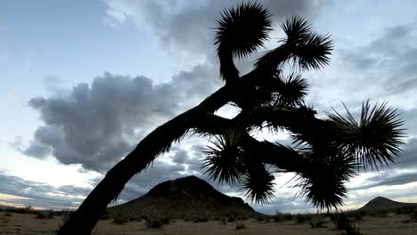 Sonnenaufgang-Im-Zeitraffer-Hinter-Der-Silhouette-Von-Joshua-Tree-Und-Butte-In-Der-Mojave-Wüste