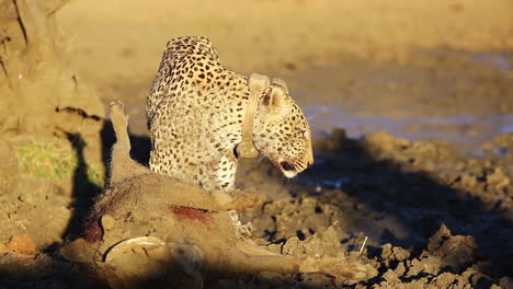 Seltener-Anblick-Eines-Männlichen-Leoparden,-Kurz-Nachdem-Er-Ein-Großes-Warzenschwein-Getötet-Hat