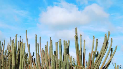 Tall-kadushi-cacti-with-bright-blue-sky-background-in-ABC-Islands,-Caribbean