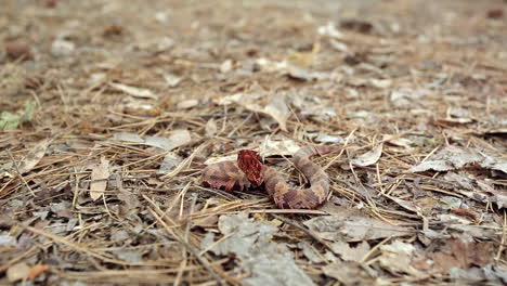 Small-juvenile-Western-cottonmouth,-Agkistrodon-piscivorus-leucostoma,-resting-on-dried-leaves-on-the-forest-floor-flicking-it's-tongue-to-test-the-air-for-the-scent-of-prey