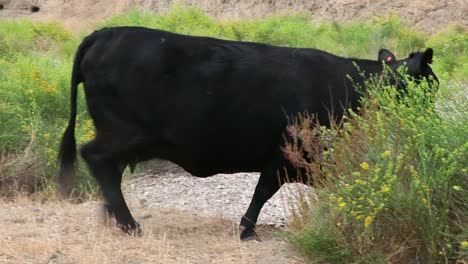 Black-momma-cow-watches-camera-as-she-passes-it