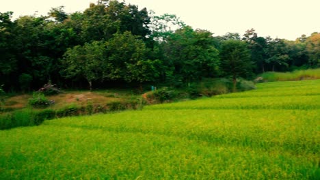 Sunset-light-shines-on-a-grove-of-young-banana-tree-plants-and-a-lush-green-rice-paddy-filled-with-grassy-thin-plants-in-rural-India
