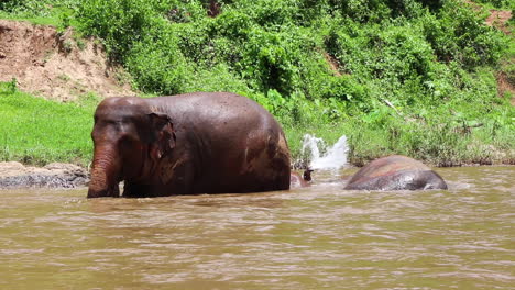 Elephant-standing-in-the-river-as-splashing-is-happening-behind-him