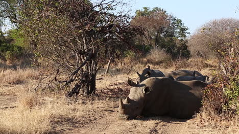 Wide-shot-of-a-group-of-white-rhinos-sleeping-together-in-the-wild