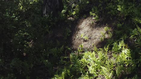 Ground-Ferns,-New-Zealand-Forest-Floor,-4k