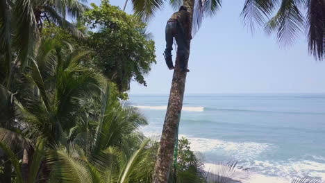 Aerial-shot-rising-up-to-aCosta-Rican-tree-trimmer-climbs-a-tall-palm-tree-with-no-safety-ropes-and-a-machete-to-trim-it-and-cut-down-coconuts-on-the-beaches-of-Punta-Banco,-Costa-Rica