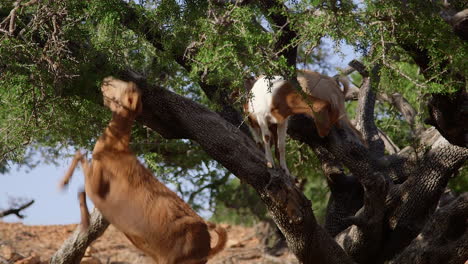 Cabras-En-Un-árbol-De-Argán-En-Marruecos