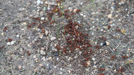 This-is-a-video-of-Red-Harvester-Ants-around-their-nest