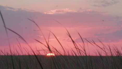 Sonnenuntergang-Sonnenaufgang-In-Den-Everglades-Im-Süden-Floridas-Mit-Sägegras-Im-Vordergrund-Und-Vögeln,-Die-In-Der-Ferne-Fliegen