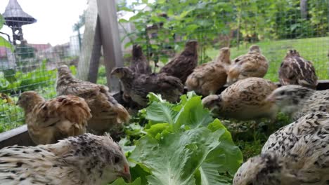 Japanese-quails-eating-lettuce