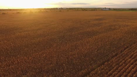 Beautiful-golden-corn-field-at-autumn-sunset-in-Canada