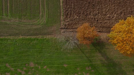 Top-down-aerial-view-of-plowed-farm-field-and-fall-colored-trees