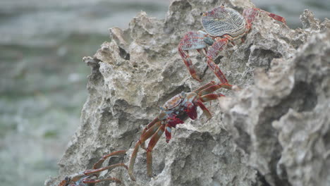 A-sally-lightfoot-crab-walks-across-rocks-as-the-waves-crash