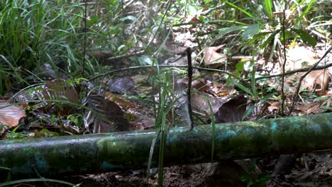 A-Novel-Jungle-Solution-to-Fixing-a-Leaking-Pipe