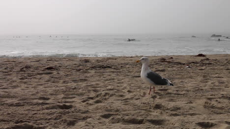 Seagull-on-Venice-Beach-as-sun-pops-through-marine-layer