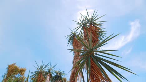 Sun-shining-behind-tropical-palm-trees-on-exotic-Caribbean-island