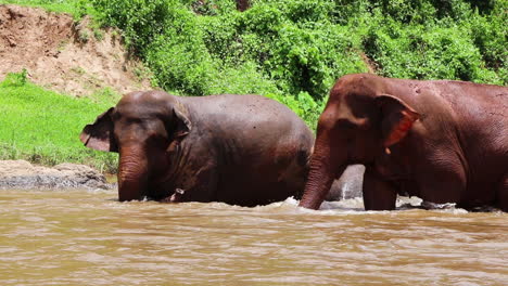 Elephant-walking-slowly-toward-the-others-in-the-muddy-river-in-slow-motion