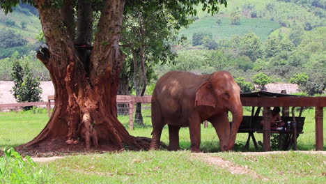 Elephant-standing-under-a-tree-getting-some-shade-as-his-trainer-sits-beside-him-in-slow-motion