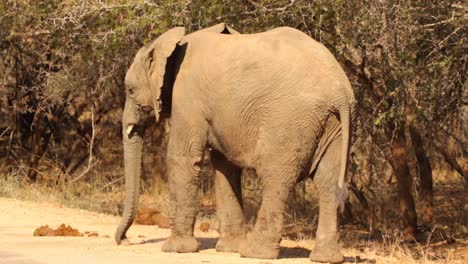 Aufnahmen-Eines-Jungen-Afrikanischen-Elefantenbullen,-Der-In-Einem-Nationalpark-In-Südafrika-Verspielt-Ist