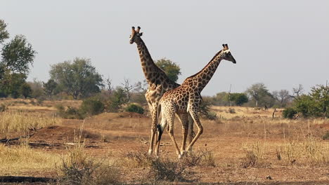 Muntere-Männliche-Und-Weibliche-Giraffen,-Die-Vor-Der-Paarung-An-Einem-Balzritual-Beteiligt-Sind