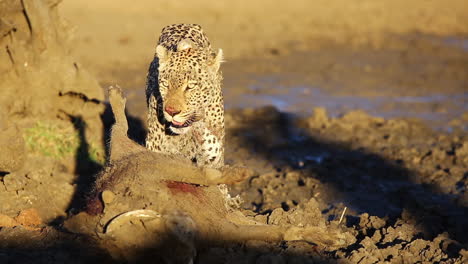 Leopardenmännchen-Kurz-Nach-Der-Erfolgreichen-Jagd-Auf-Ein-Warzenschwein