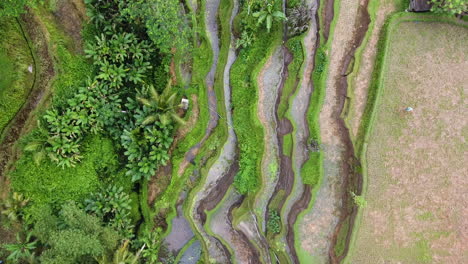 Aerial-top-down-flyover-of-the-rice-terraces-in-Bali