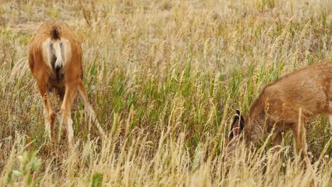 Two-white-tailed-deer-grazing-in-a-field