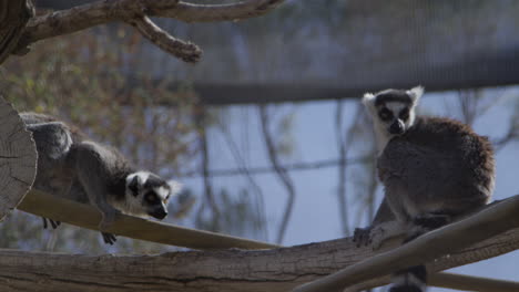 Lemur-pair-in-zoo-captivity