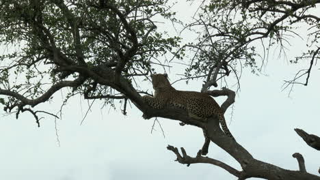 Leopardo-Mirando-A-Lo-Lejos-En-Un-árbol,-Durante-La-Puesta-De-Sol,-Masai-Mara,-Kenia