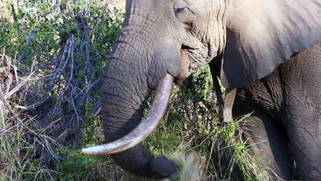 Nahaufnahme-Eines-Afrikanischen-Elefanten,-Der-Seinen-Lastwagen-Benutzt,-Um-In-Freier-Wildbahn-Gras-Zu-Fressen