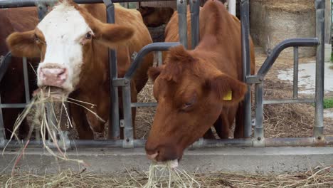 Close-up-shot-of-cow-feeding-in-rural-area