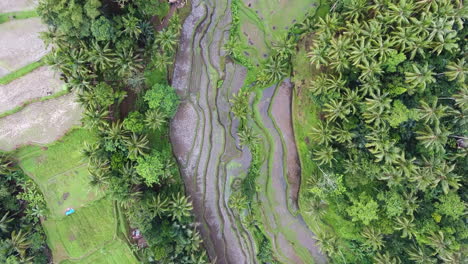 Aerial-top-down-shot-over-the-forest-and-the-rice-fields-in-Bali