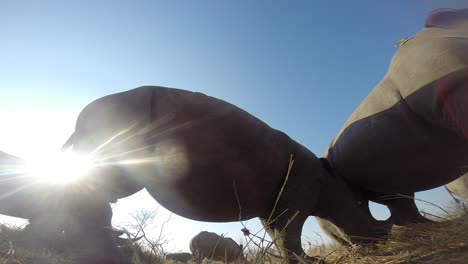 Up-close-low-angle-footage-of-Southern-white-rhinoceros-feeding-in-the-wilderness-of-Africa