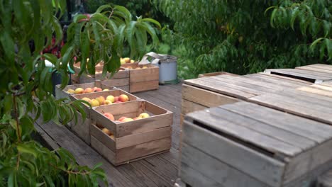 Tractor-with-flatbed-loaded-with-peaches-moves-through-an-orchard