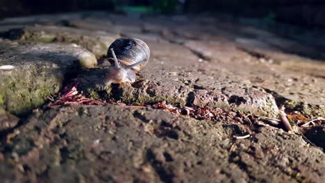 A-garden-snail-is-on-the-edge-of-a-paving-stone-after-a-rainy-day