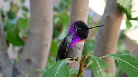 A-colorful-pink-Annas-Hummingbird-with-iridescent-feathers-resting-on-a-green-leaf-and-looking-around-for-a-mate-after-feeding-on-nectar-and-pollinating-flowers