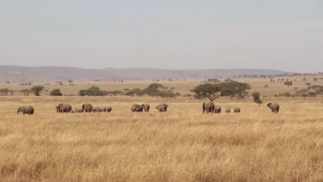 Herde-Afrikanischer-Elefanten-In-Der-Ferne-Der-Serengeti-Ebene-In-Tansania