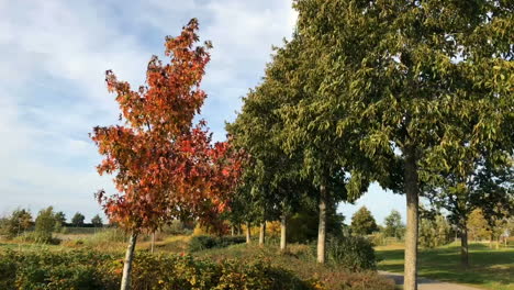 Herbstbäume-Wiegen-Sich-Im-Wind
