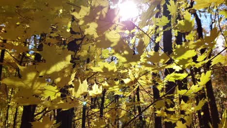 Aufsteigender-Schuss-Neben-Leuchtend-Gelben-Blättern,-Die-Im-Wind-Wehen,-In-Einem-Wald-Vor-Einer-Leuchtend-Gelben-Sonne-In-Der-Nähe-Von-Ottawa,-Ontario