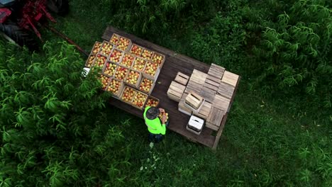 Aerial-view-looking-straight-down-and-orbiting-as-a-farmer-empties-his-basket-of-peaches-into-a-bin-on-a-flatbed-in-an-orchard