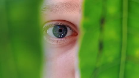 Macro-shot-of-blue-eyes-seeing-something-shocking-while-peering-through-green-leaves
