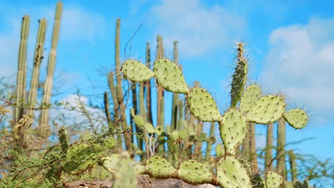 Prickly-pear-cactus-with-candle-cacti-in-soft-focus-background,-Caribbean