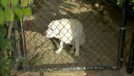 A-large-white-Labrador-looking-at-owner-from-behind-a-chain-link-gate-in-sunlight-then-sitting-down-to-scratch-its-neck-in-Santa-Barbara,-California