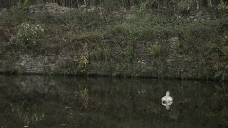 Young-swan-floating-on-river-reflections