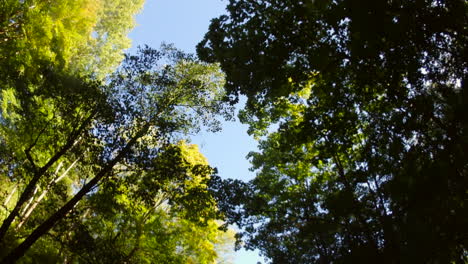 trees-and-sun-leaf